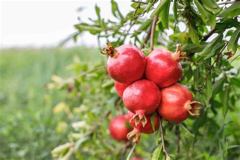 Yasmin and the Whispering Pomegranate Tree: A Tale of Forgiveness and the Enduring Power of Nature